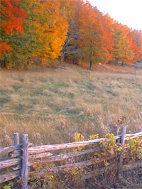 Fall colours