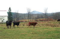Rural landscape