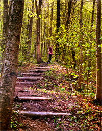 Sentier dans l'�rabli�re
